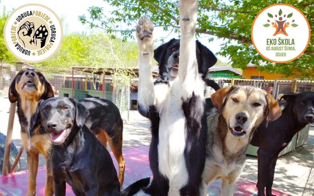 Pomozimo psima u azilu u Nemetinu!